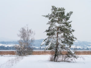 Uferlandschaft im Winter beim Pfäffikersee mit Bäumen und Schilf Uferlandschaft im Winter beim Pfäffikersee mit Bäumen und Schilf