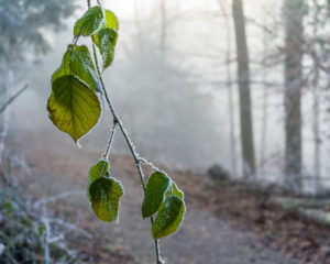 Nebliger Winterwald auf dem Uetliberg bei Zürich Nebliger Winterwald auf dem Uetliberg bei Zürich