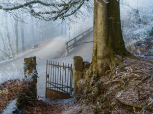 Nebliger Winterwald auf dem Uetliberg bei Zürich Nebliger Winterwald auf dem Uetliberg bei Zürich
