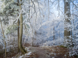 Nebliger Winterwald auf dem Uetliberg bei Zürich Nebliger Winterwald auf dem Uetliberg bei Zürich