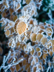 Laub im Winter mit Frost Laub im Winter mit Frost