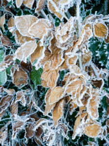 Laub im Winter mit Frost Laub im Winter mit Frost
