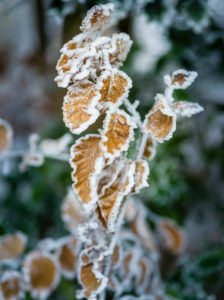 Laub im Winter mit Frost Laub im Winter mit Frost