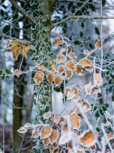 Laub im Winter mit Frost Laub im Winter mit Frost