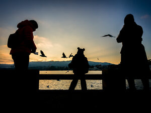 Switzerland, Zurich, human silhouettes with seagulls on Lake Zurich, twilight