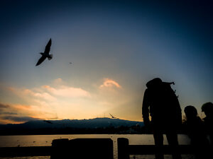 Switzerland, Zurich, human silhouettes with seagulls on Lake Zurich, twilight