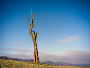 Switzerland, Hirzel, hill, dead tree