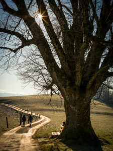 Switzerland, Hirzel, tree, hiking trail with bench