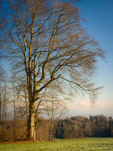 Switzerland, Hirzel, tree, landscape with winter sun