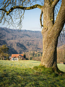 Switzerland, Hirzel, Horgenberg, tree, house, landscape, nature