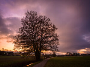 Switzerland, Zurich, Am Katzenbach, tree, path, evening mood