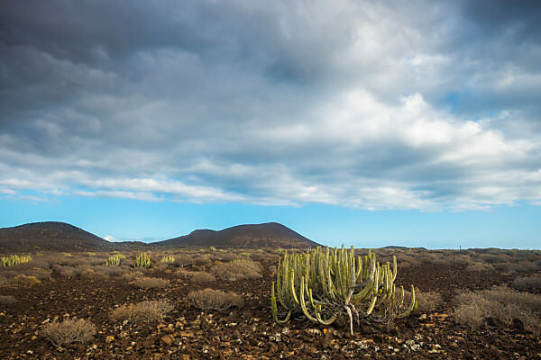 Bildagentur | mauritius images | Cactus in the desert of Tenerife under a  beautiful blue sky with clouds. Mountains and vulcans in the background.  Dry climate.