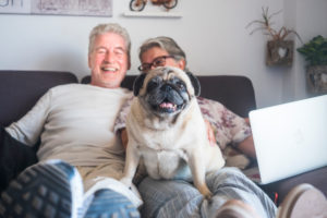 Funny family concept with couple of cheerful caucasian people senior man and woman sit down on the sofa with laptop computer and old cute pug dog sit on them looking the camera Funny family concept with couple of cheerful caucasian people senior man and woman sit down on the sofa with laptop computer and old cute pug dog sit on them looking the camera