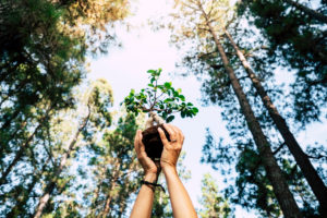 Environment and save the planet growing a tree concept with pair of human people hands showing up a little tree with natural forest around - earth's day celebration for future Environment and save the planet growing a tree concept with pair of human people hands showing up a little tree with natural forest around - earth's day celebration for future