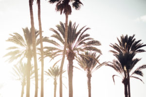 Group of natural tree palms outdoor in a bright sunny day - concept of travel in summer at resort for vacation Group of natural tree palms outdoor in a bright sunny day - concept of travel in summer at resort for vacation