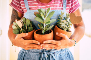Home housewife caucasian adult woman holding three tropical plants - gardening job and work for people who loves nature - concept of garden and interior decoration - wokring in garden shop store business Home housewife caucasian adult woman holding three tropical plants - gardening job and work for people who loves nature - concept of garden and interior decoration - wokring in garden shop store business