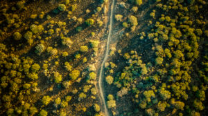 forest, path, deforestation, drone shot forest, path, deforestation, drone shot