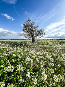 Olive tree standing tall in the middle of a green field filled with blooming white flowers, under a vivid blue sky with scattered white clouds, representing natural and rural environments