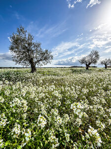 Close-up view of a solitary olive tree in a wide meadow filled with green grass and blooming white flowers, standing under a clear blue sky with soft clouds, symbolizing nature and farming