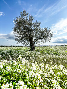 Olive tree standing in the center of a green meadow filled with white flowers under a bright blue sky with fluffy white clouds, showcasing a rural landscape and natural agricultural environment