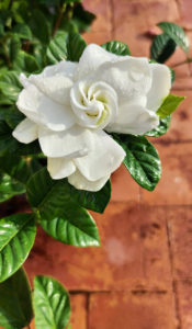 Gardenia is a genus of flowering plants in the coffee family, Rubiaceae, native to the tropical and subtropical regions of Africa, Asia, Madagascar and Pacific Islands. Gardenia is a genus of flowering plants in the coffee family, Rubiaceae, native to the tropical and subtropical regions of Africa, Asia, Madagascar and Pacific Islands.
