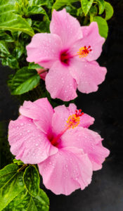 Hibiscus flowers, close-up Hibiscus flowers, close-up