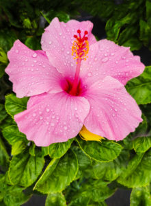 Hibiscus flower, close-up Hibiscus flower, close-up