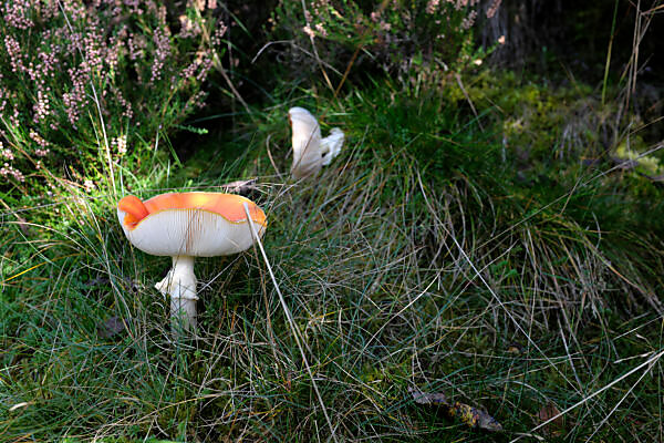 Bildagentur Mauritius Images Collect Mushrooms In The Resin