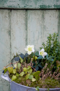 Autumn decoration with Christmas rose, Calluna and ivy in a zinc tub Autumn decoration with Christmas rose, Calluna and ivy in a zinc tub