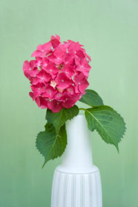 Hortensienblüte in weißer Vase Hortensienblüte in weißer Vase