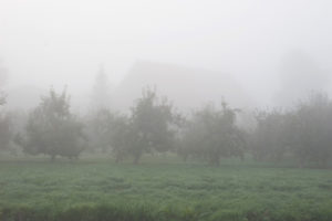 Fog in the old country Fog in the old country