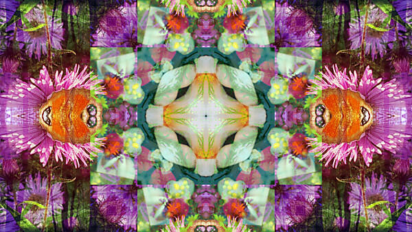 Photographic flower mandala, colorful,