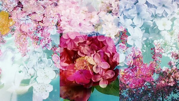 Photomontage, flowers, multicolored