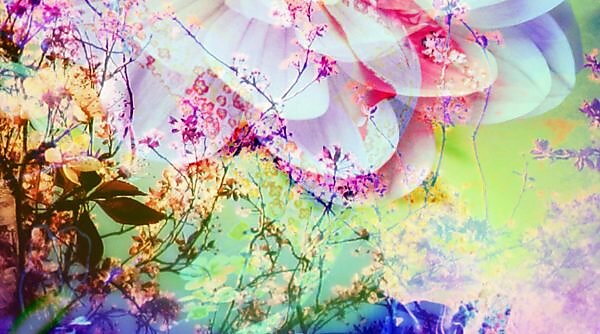 Photomontage, flowers, multicolored