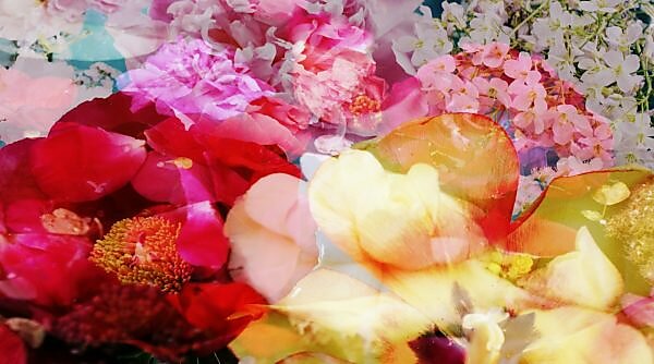 composing, flowers, different, detail,