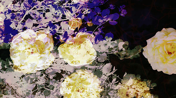 composing, flowers, different