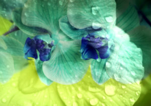 photomontage, orchid, flowers, detail,