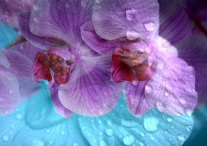 photomontage, orchid, flowers, detail,