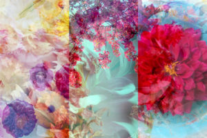 photomontage, multiple exposure, flowers, different, detail, photomontage, multiple exposure, flowers, different, detail,
