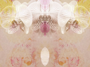 photomontage, orchid, flowers, detail,