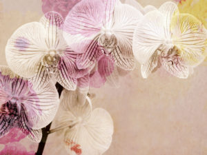 photomontage, orchid, flowers, detail,
