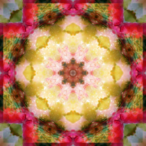 Photographic flower mandala, yellow, pink, red, green,