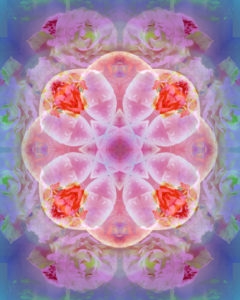 Photographic flower mandala, pink, rose-tinted, purple,