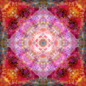 Photographic flower mandala, pink, red, orange,