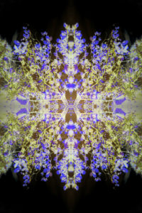 Photographic flower mandala, blue, yellow, black,
