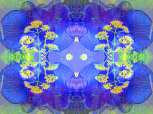 Photographic flower mandala, blue, yellow,
