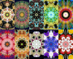 Photographic flower mandala, many, different