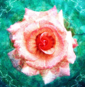 Photomontage, rose blossom, mandala, Photomontage, rose blossom, mandala,