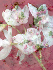 Photomontage of various flowers, pink, Photomontage of various flowers, pink,