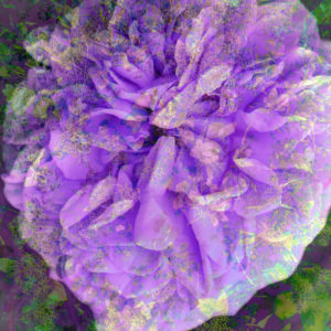 Photomontage, blossom, pattern, structure,